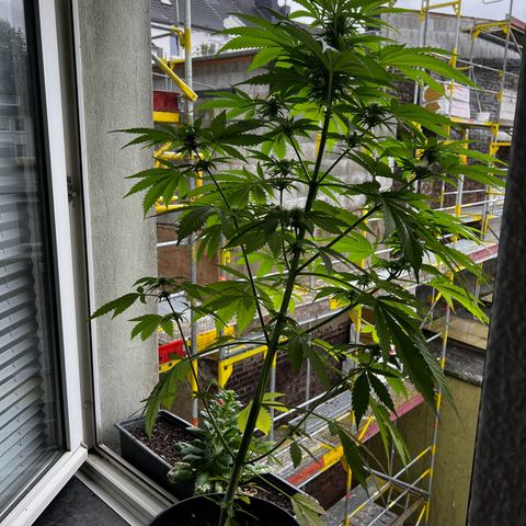 Do-si-dos Grow 1 growlog timeline photo