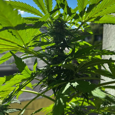 Do-si-dos Grow 1 growlog timeline photo