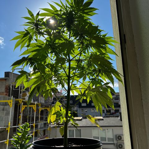 Do-si-dos Grow 1 growlog timeline photo