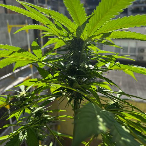 Do-si-dos Grow 1 growlog timeline photo