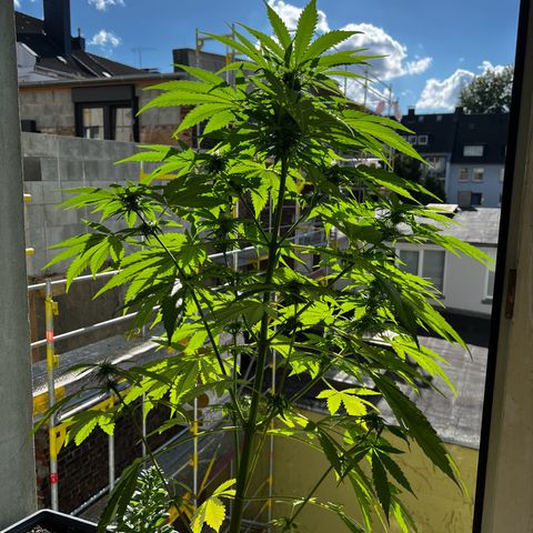 Do-si-dos Grow 1 growlog timeline photo