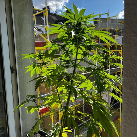 Do-si-dos Grow 1 growlog timeline photo