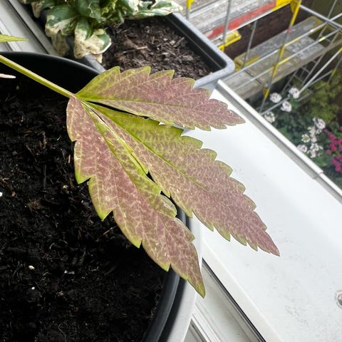 Do-si-dos Grow 1 growlog timeline photo