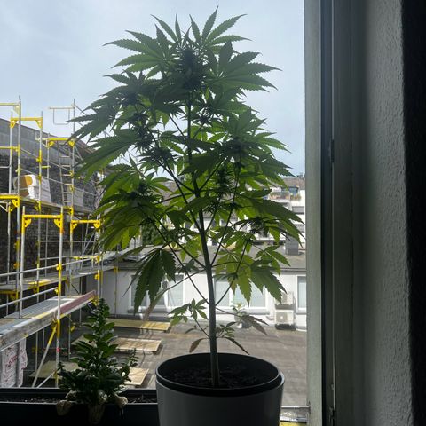 Do-si-dos Grow 1 growlog timeline photo