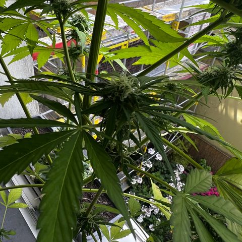 Do-si-dos Grow 1 growlog timeline photo