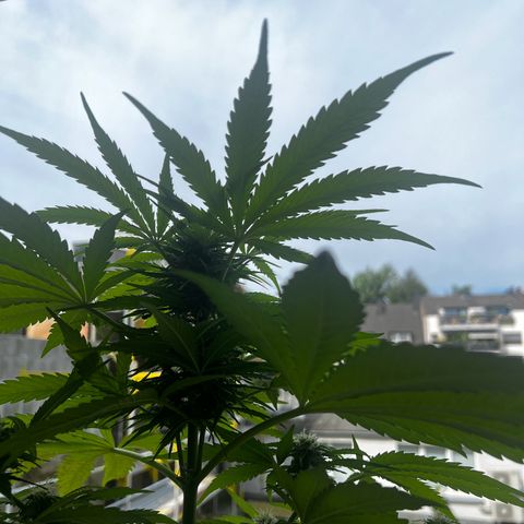 Do-si-dos Grow 1 growlog timeline photo