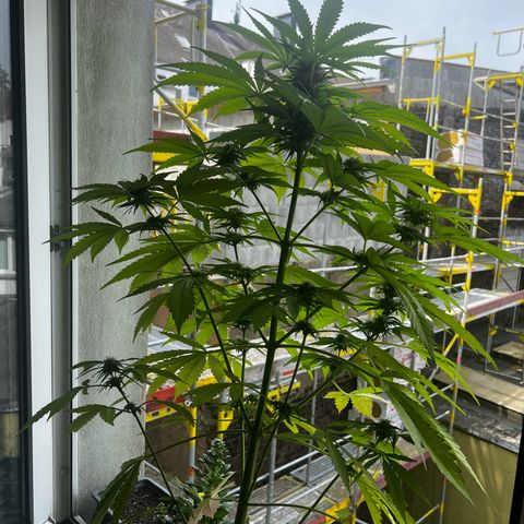 Do-si-dos Grow 1 growlog timeline photo