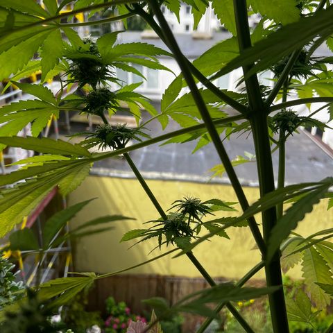 Do-si-dos Grow 1 growlog timeline photo