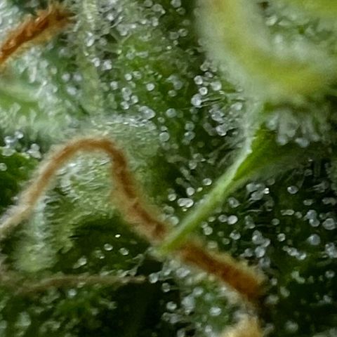 Do-si-dos Grow 1 growlog timeline photo