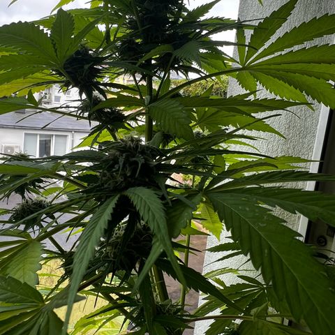 Do-si-dos Grow 1 growlog timeline photo