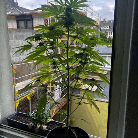 Do-si-dos Grow 1 growlog timeline photo