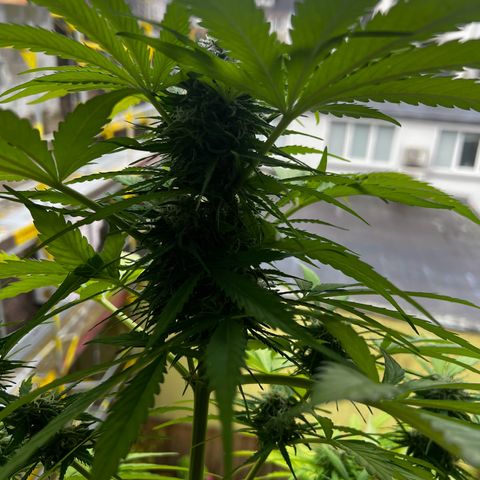 Do-si-dos Grow 1 growlog timeline photo