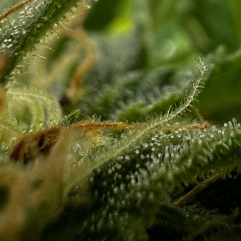 Do-si-dos Grow 1 growlog timeline photo