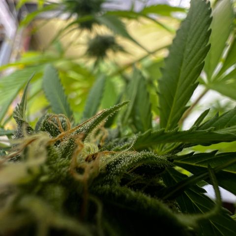 Do-si-dos Grow 1 growlog timeline photo