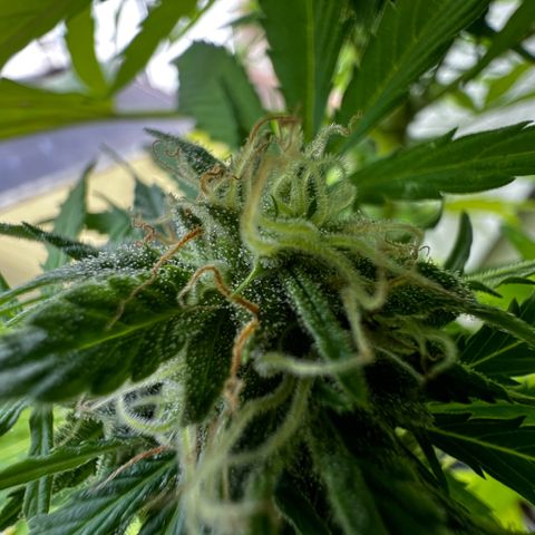 Do-si-dos Grow 1 growlog timeline photo