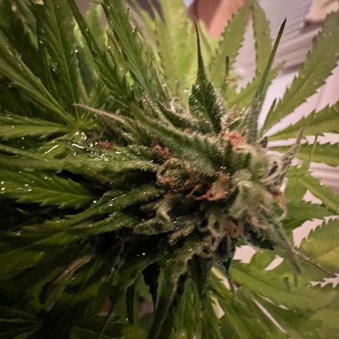 Do-si-dos Grow 1 growlog timeline photo