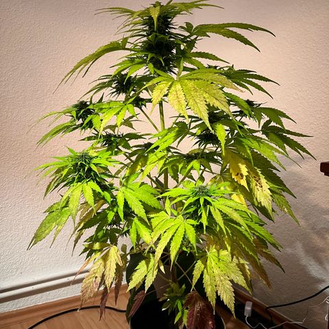 Do-si-dos Grow 1 growlog timeline photo