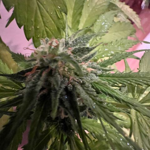 Do-si-dos Grow 1 growlog timeline photo