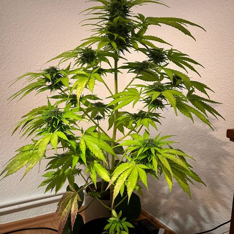 Do-si-dos Grow 1 growlog timeline photo