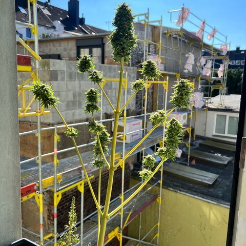 Do-si-dos Grow 1 growlog timeline photo