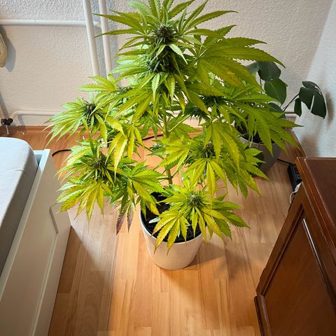 Do-si-dos Grow 1 growlog timeline photo