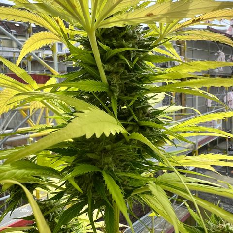 Do-si-dos Grow 1 growlog timeline photo