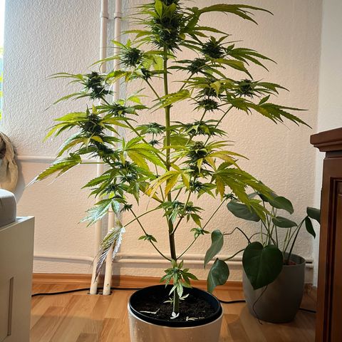 Do-si-dos Grow 1 growlog timeline photo