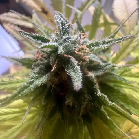 Do-si-dos Grow 1 growlog timeline photo