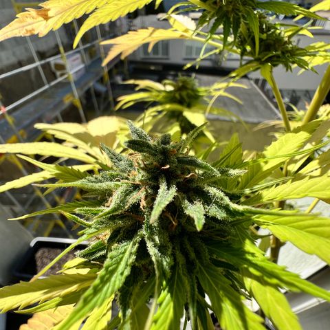 Do-si-dos Grow 1 growlog timeline photo