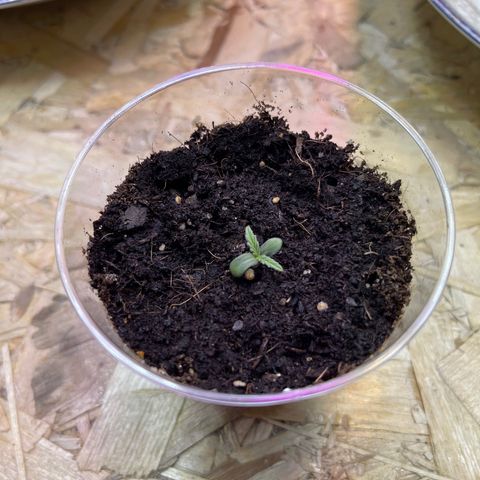 Джесс  growlog timeline photo