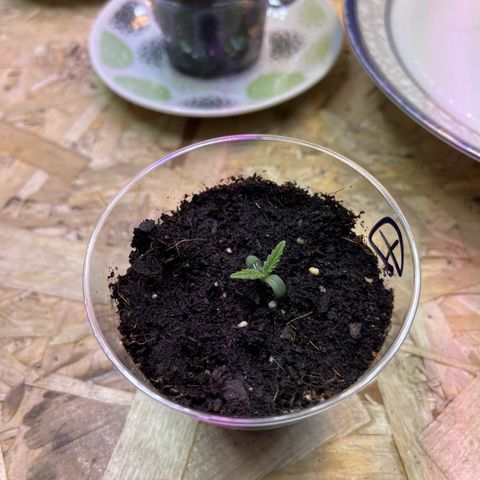 Джесс  growlog photo: Растут 1ый листья, начал появляться 2ой этаж)
Полет нормальный 👌