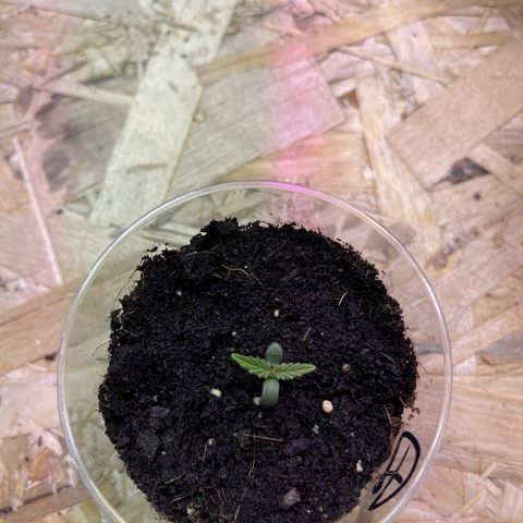 Джесс  growlog timeline photo