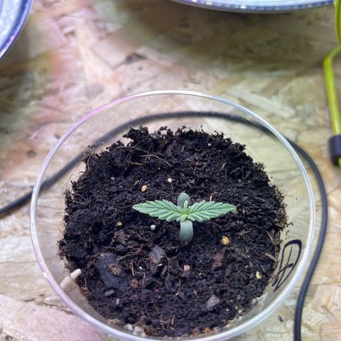 Джесс  growlog photo: Формируем 2ой этаж. Полет нормальный 👌