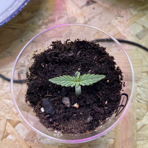 Джесс  growlog timeline photo