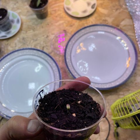 Tamara #2 growlog timeline photo