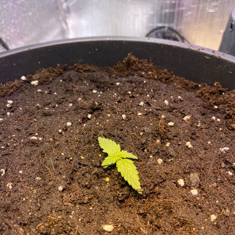 Джесс  growlog timeline photo