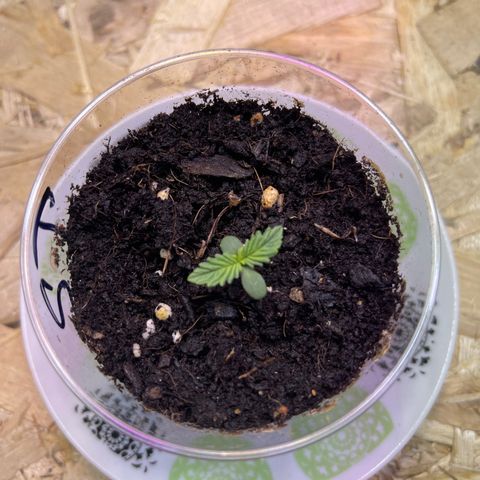 Tamara #2 growlog timeline photo