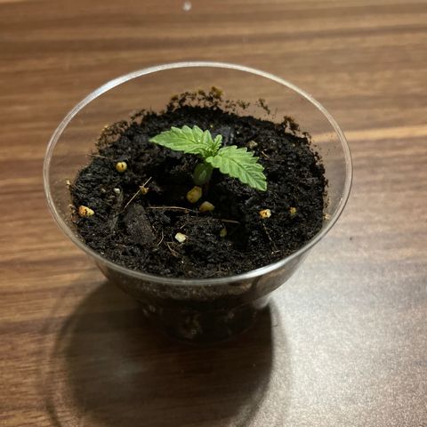 Tamara #2 growlog timeline photo