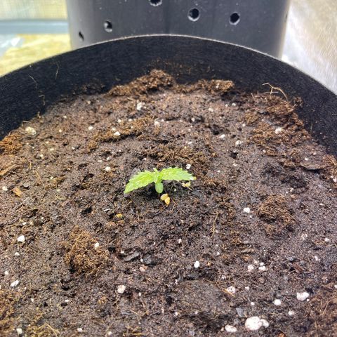 Tamara #2 growlog timeline photo