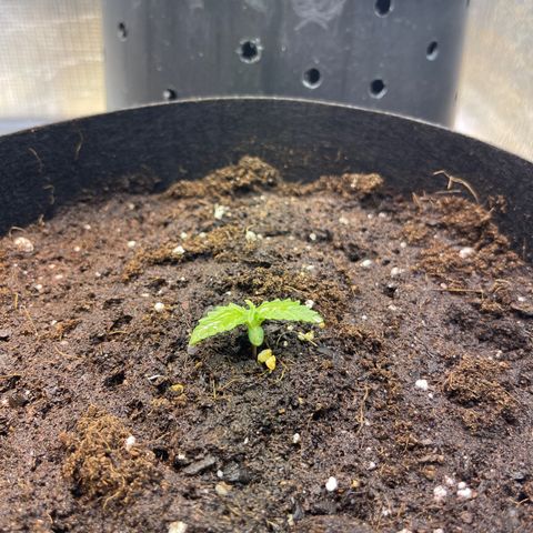 Tamara #2 growlog timeline photo
