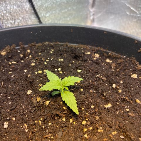 Джесс  growlog timeline photo