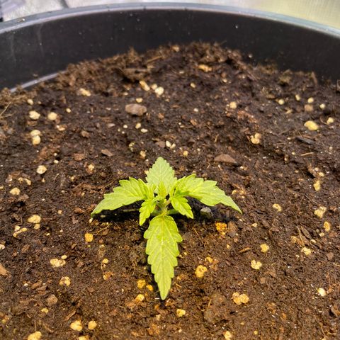 Джесс  growlog photo: Сегодня Джесс знатно подросла 🤗