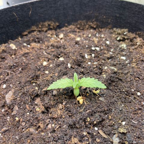 Tamara #2 growlog timeline photo