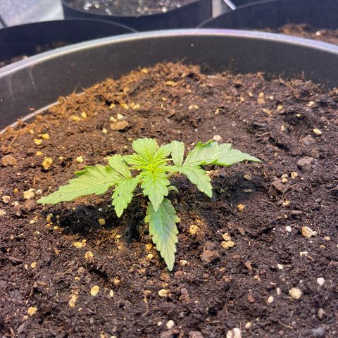 Джесс  growlog photo: Крутит листья вверх… думаю на влажность 😒
Подвинул ближе к увлажнителю. Подливаю воду.