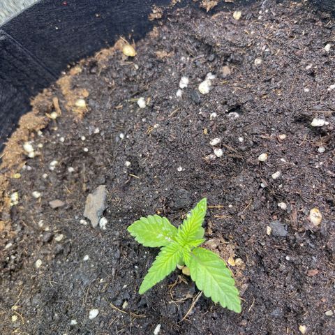 Tamara #2 growlog timeline photo
