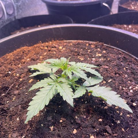Джесс  growlog timeline photo