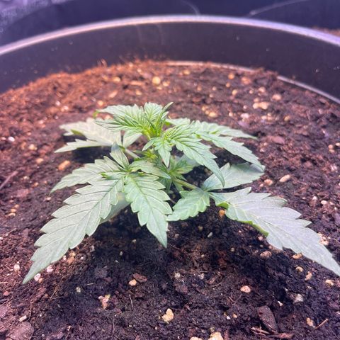 Джесс  growlog timeline photo