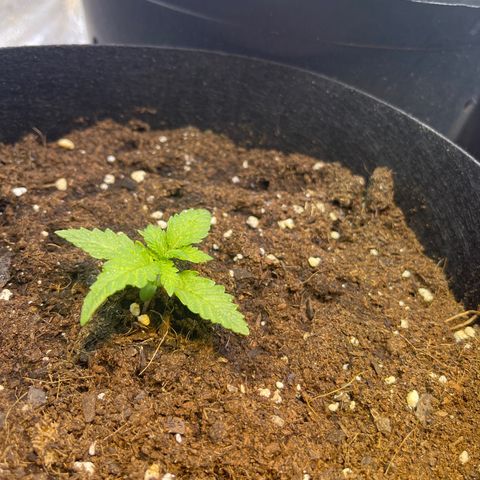 Tamara #2 growlog timeline photo