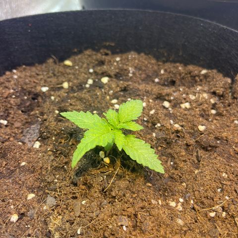 Tamara #2 growlog timeline photo