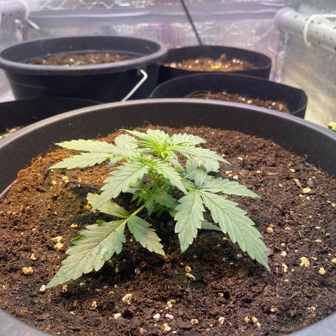 Джесс  growlog timeline photo